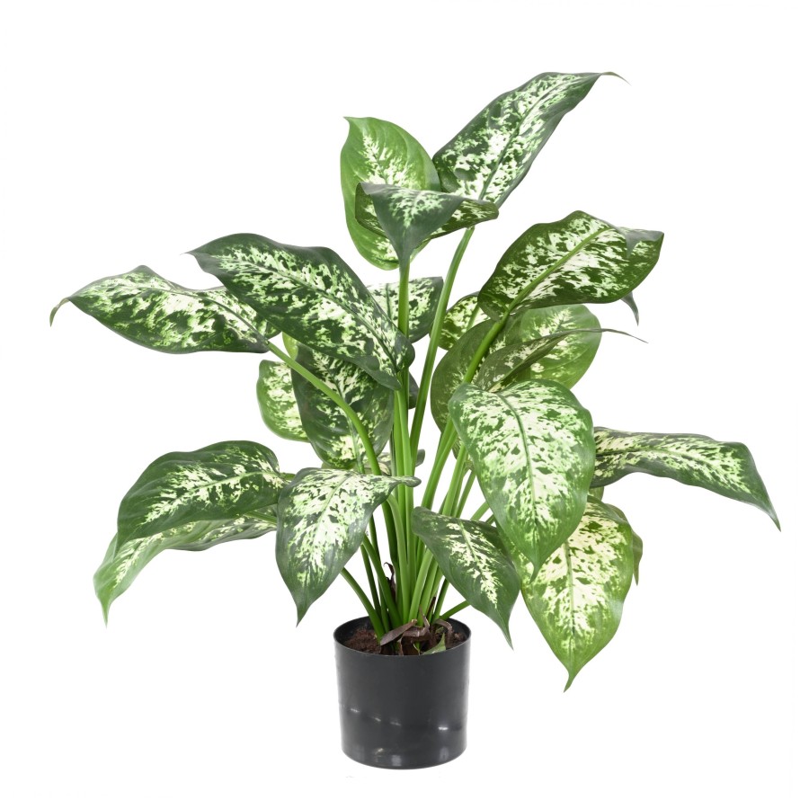 DIEFFENBACHIA *26 IM TOPF