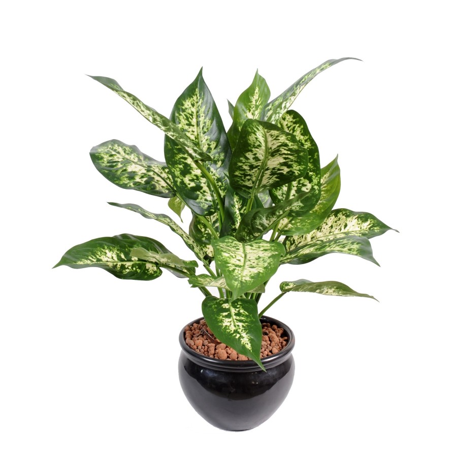 DIEFFENBACHIA *26 IM TOPF