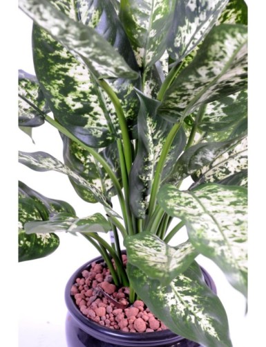 DIEFFENBACHIA *26 IM TOPF