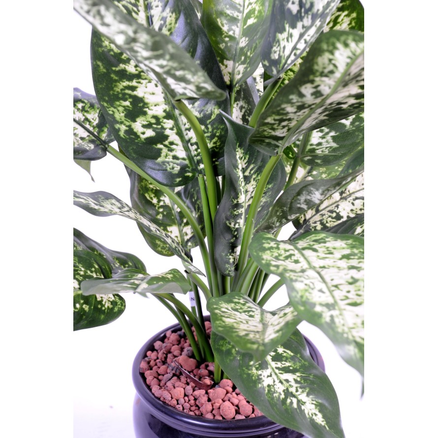 DIEFFENBACHIA *26 IM TOPF