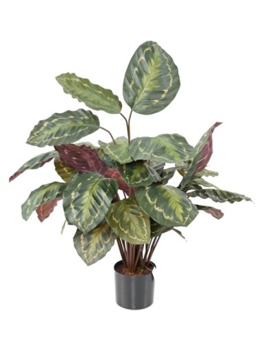 KORBMARANTE ROSEOPICTA