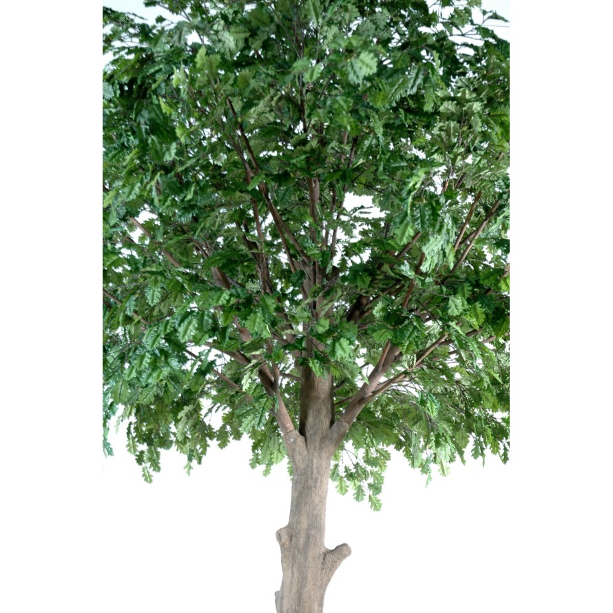 ROBLE CABEZA PLETINA