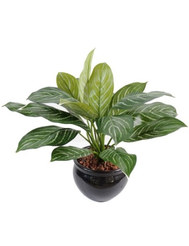 XANTHOSOMA Topf 40 cm