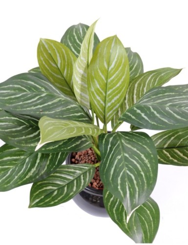 XANTHOSOMA Topf 40 cm