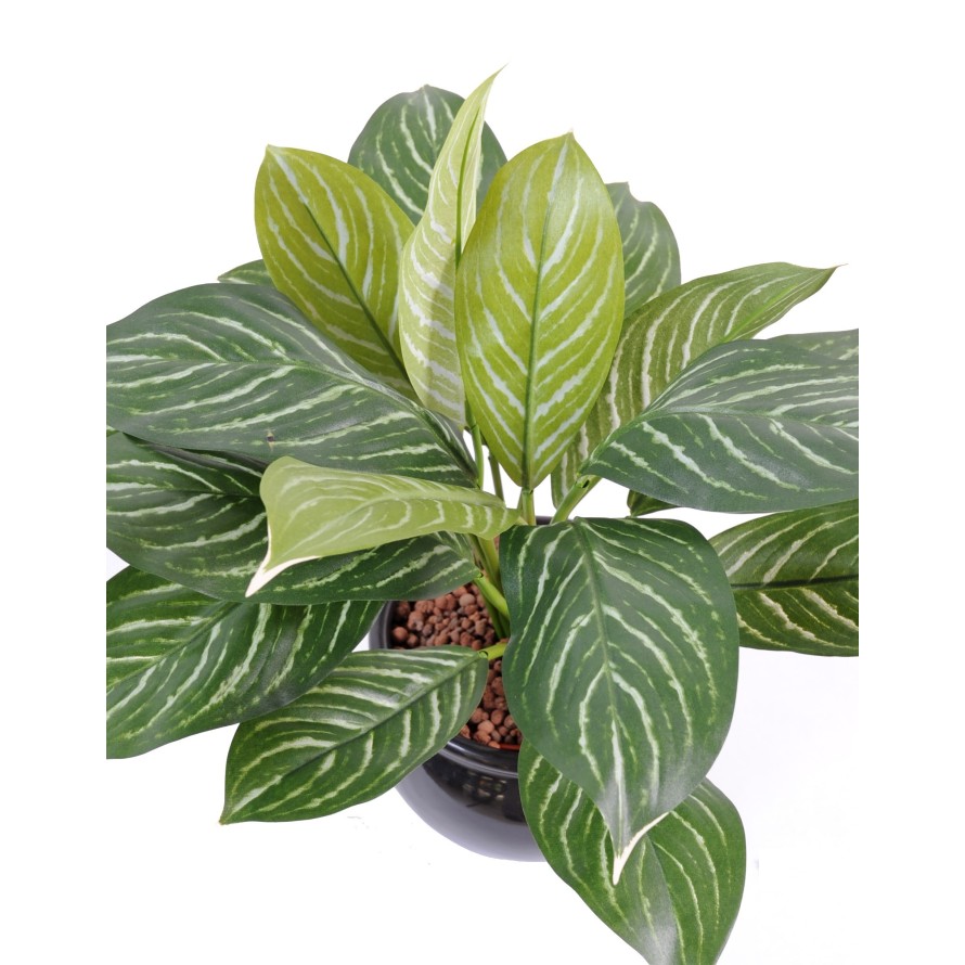 XANTHOSOMA Topf 40 cm