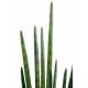 Sansevieria artificial CYLINDRICA