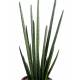 Sansevieria artificial CYLINDRICA