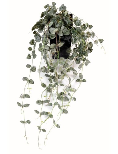 CEROPEGIA (Herzblattpflanze)