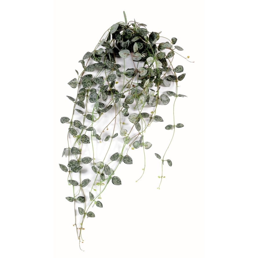 CEROPEGIA (cadena de corazones)