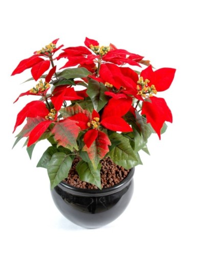 POINSETTIA *9