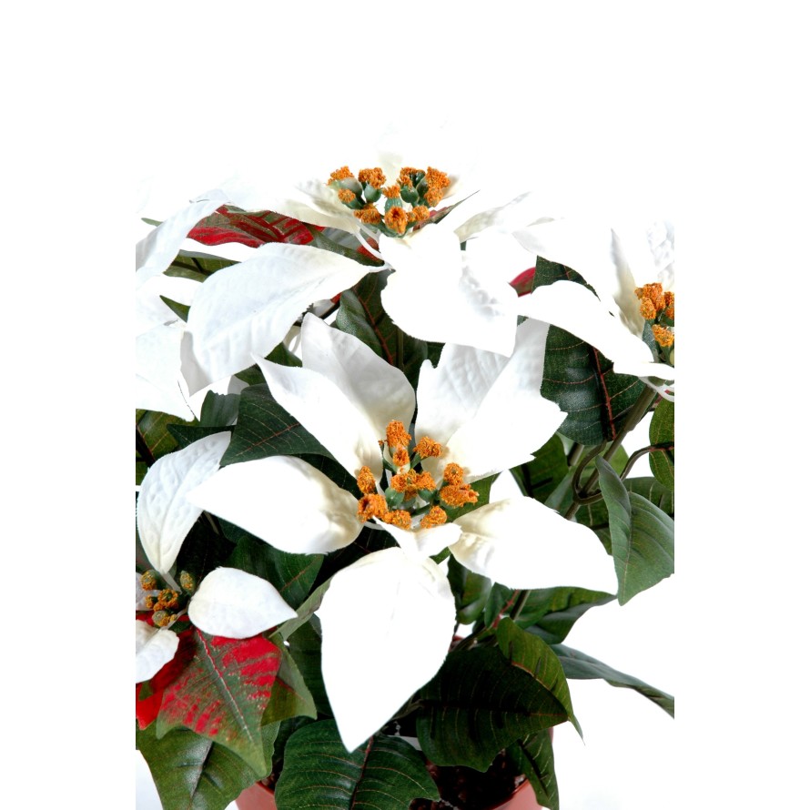 POINSETTIA *9
