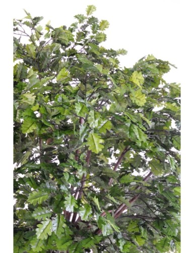 ROBLE CABEZA PLETINA