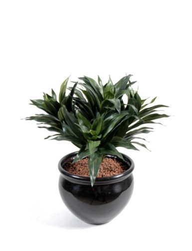 DRACHENBAUM FRAGRANS