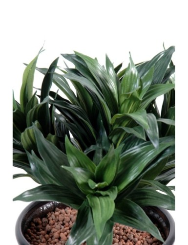 DRACHENBAUM FRAGRANS