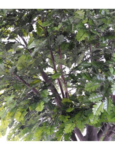 ROBLE CABEZA PLETINA