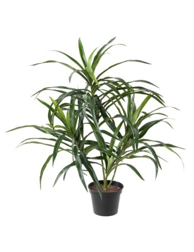 DRACAENA ANITA EN MACETA