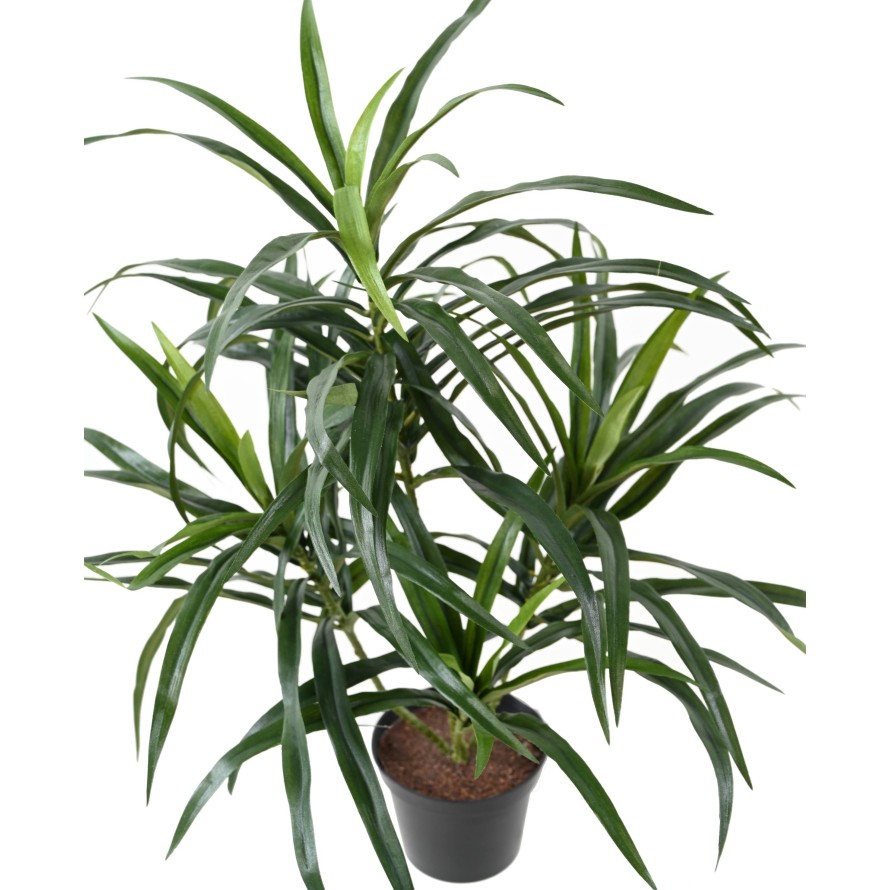 DRACAENA ANITA EN MACETA
