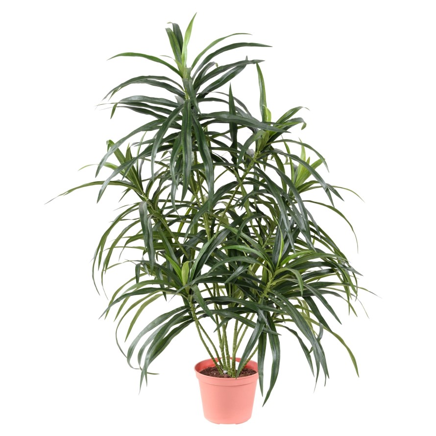 DRACAENA ANITA EN MACETA