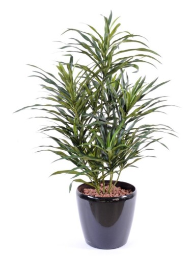 DRACAENA ANITA EN MACETA
