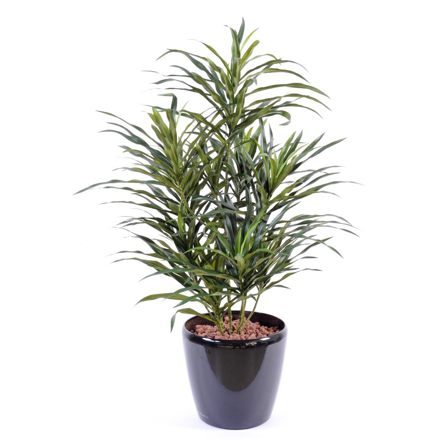 DRACAENA ANITA EN MACETA