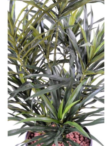 DRACAENA ANITA EN MACETA