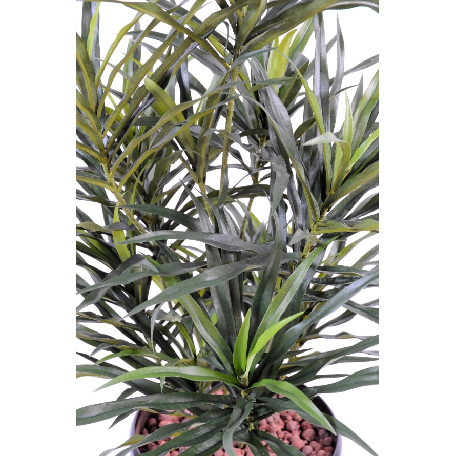 DRACAENA ANITA EN MACETA