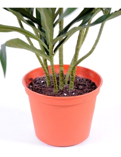 DRACAENA ANITA EN MACETA