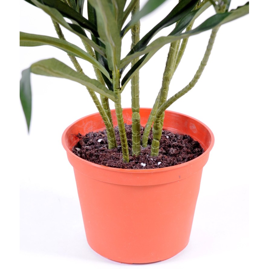 DRACAENA ANITA EN MACETA