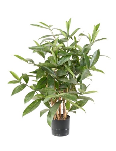 DRACAENA SURCULOSA EN MACETA