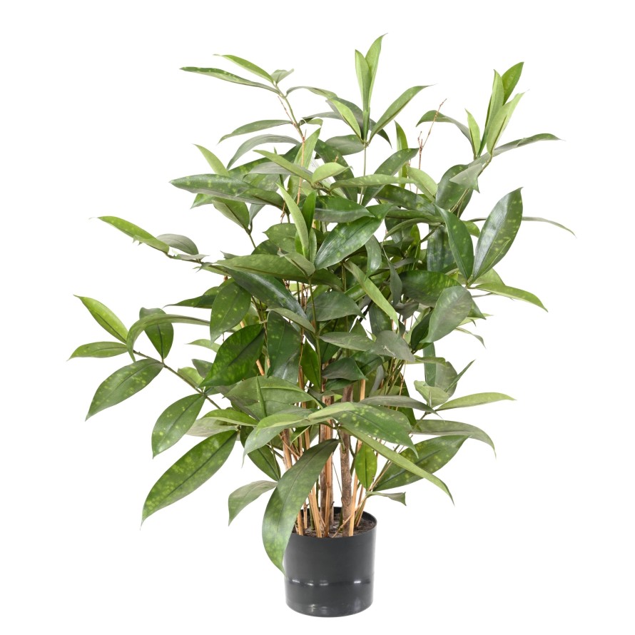 DRACAENA SURCULOSA EN MACETA