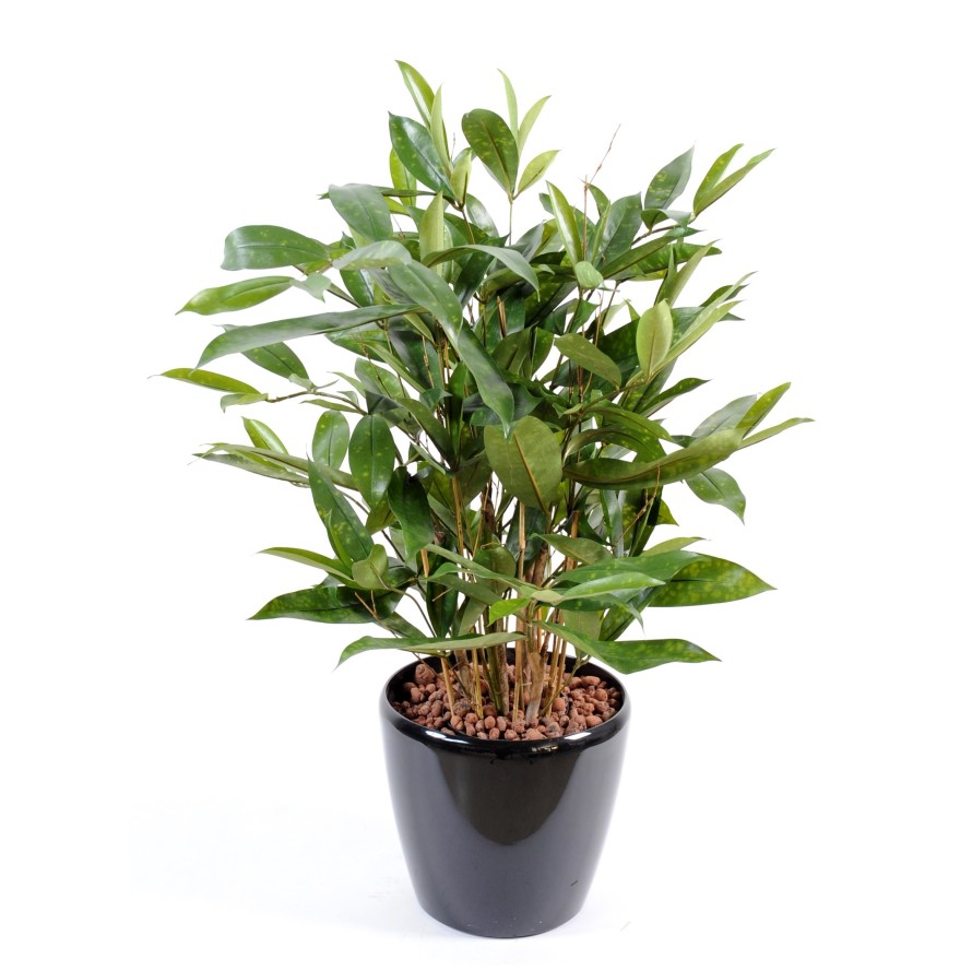 DRACAENA SURCULOSA EN MACETA