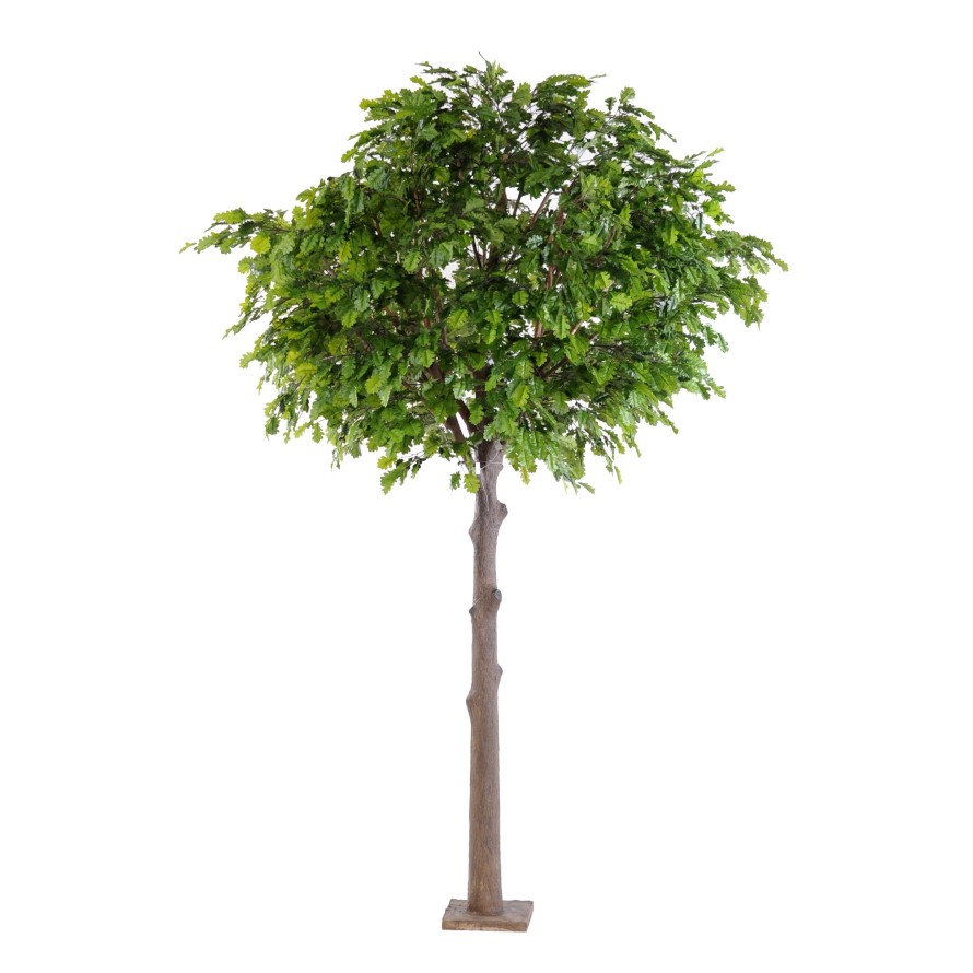 ROBLE CABEZA PLETINA