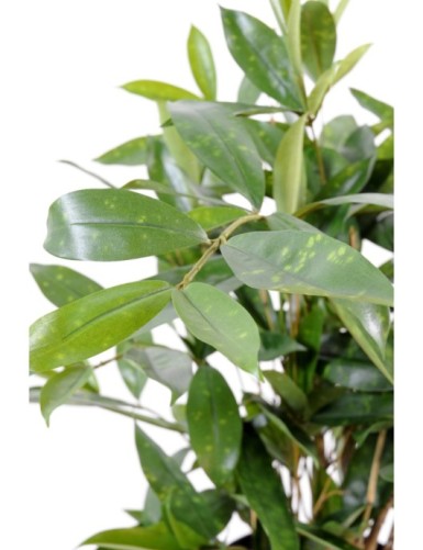 DRACAENA SURCULOSA EN MACETA