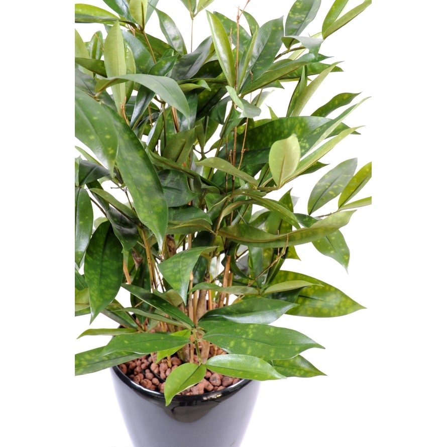 DRACAENA SURCULOSA EN MACETA