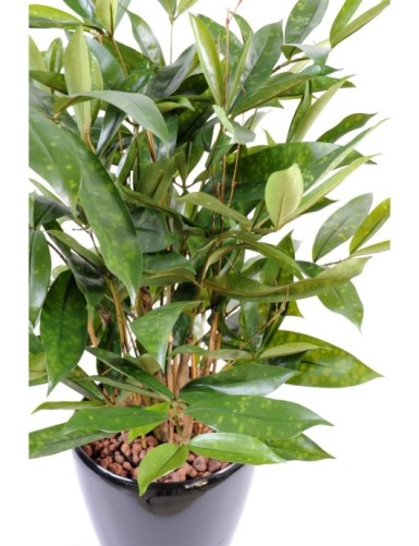 DRACAENA SURCULOSA EN MACETA