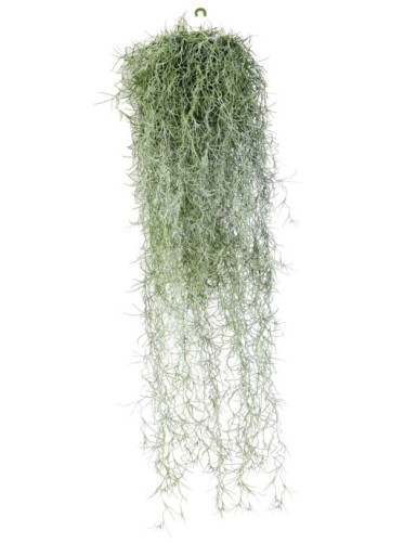 TILLANDSIA (Spanisches Moos)