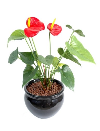 ANTHURIUM 2 BLÜTEN