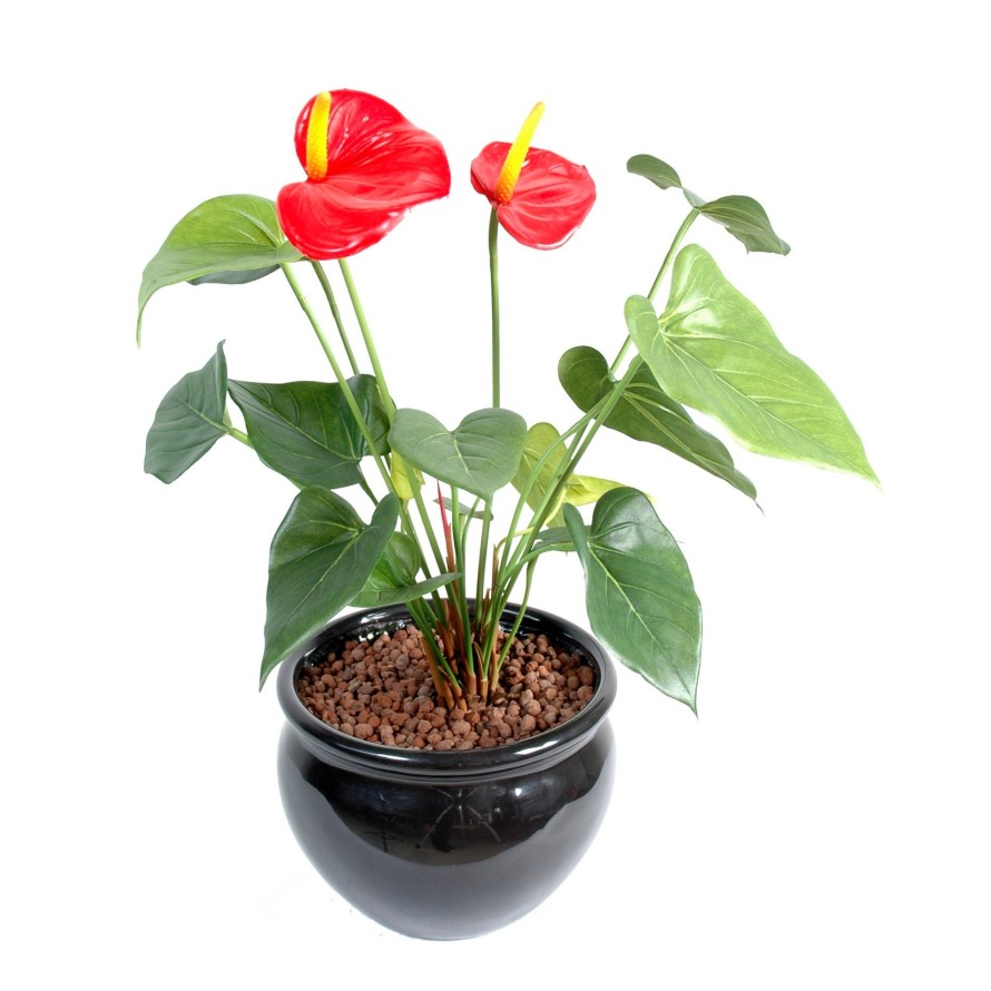 ANTHURIUM 2 BLÜTEN