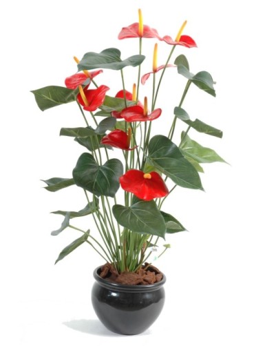 ANTHURIUM *9 IM TOPF