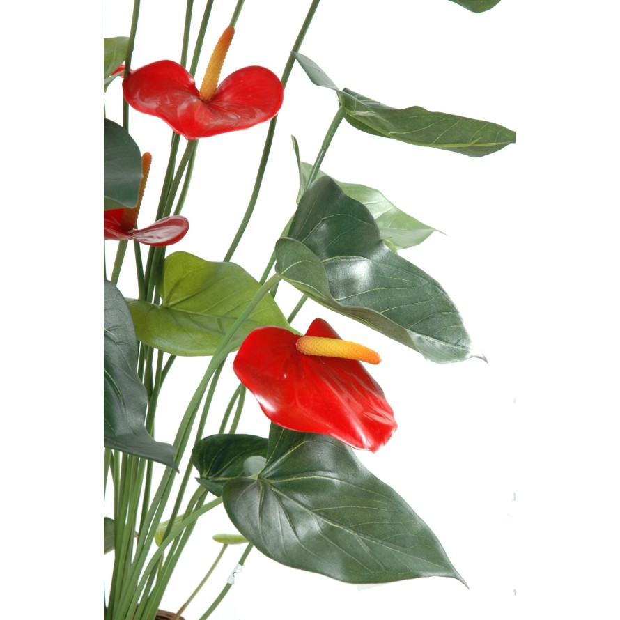 ANTHURIUM *9 EN MACETA