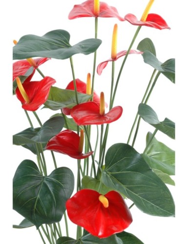 ANTHURIUM *9 EN MACETA