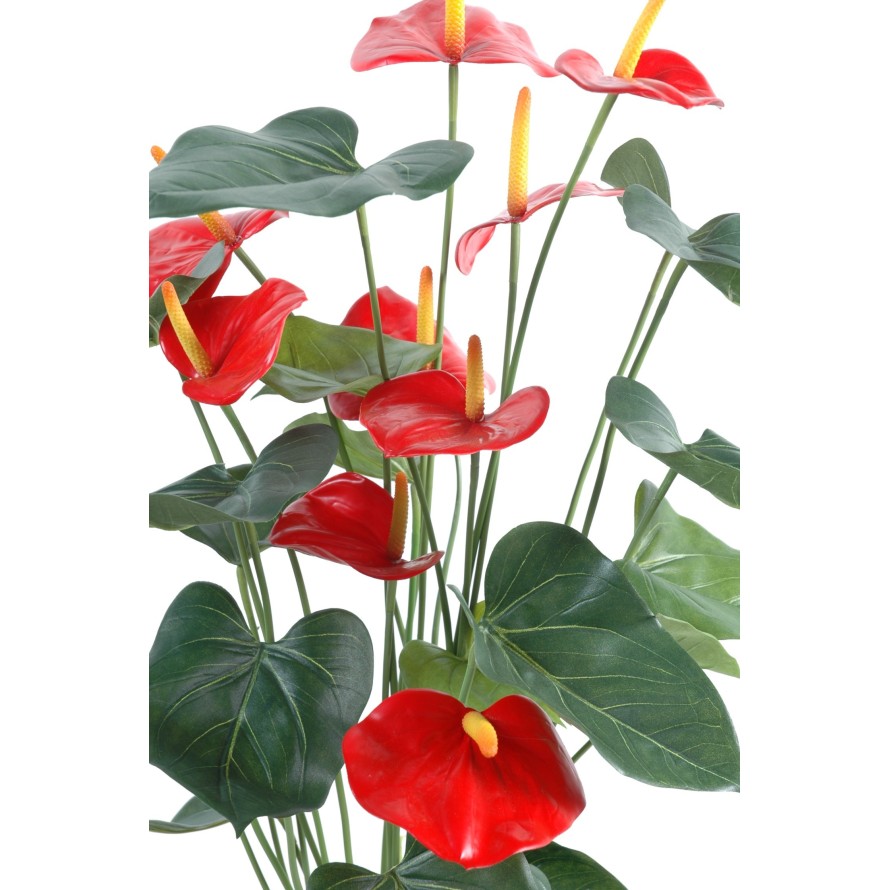 ANTHURIUM *9 EN MACETA