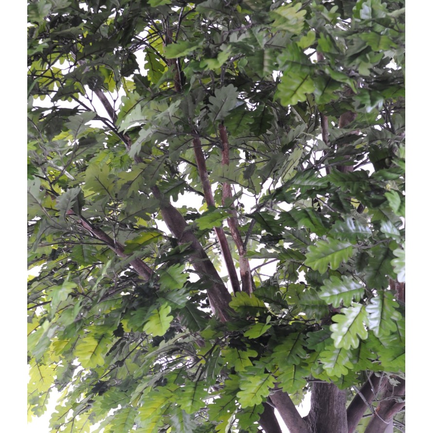 ROBLE CABEZA PLETINA