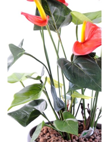ANTHURIUM *7