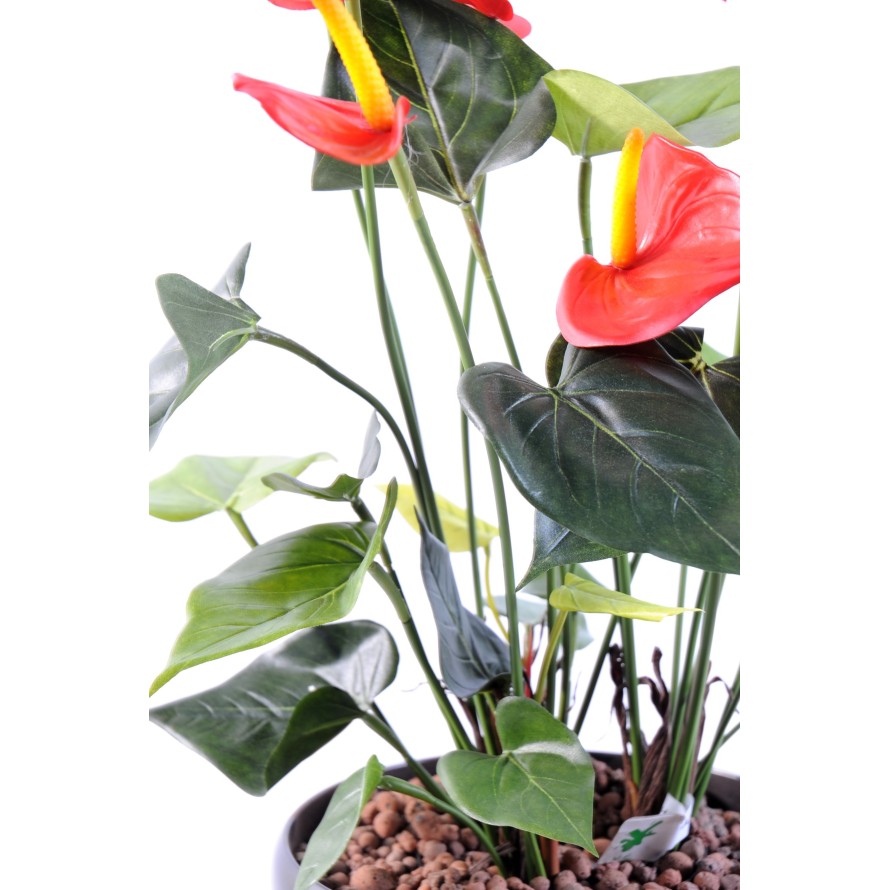 ANTHURIUM *7
