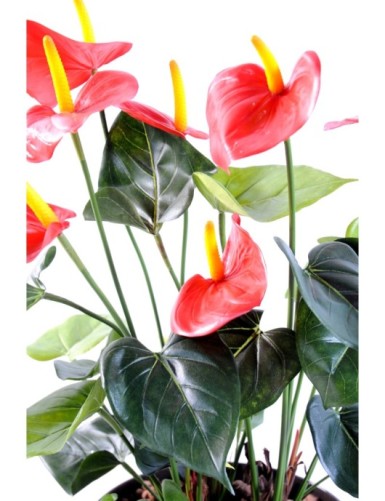ANTHURIUM *7