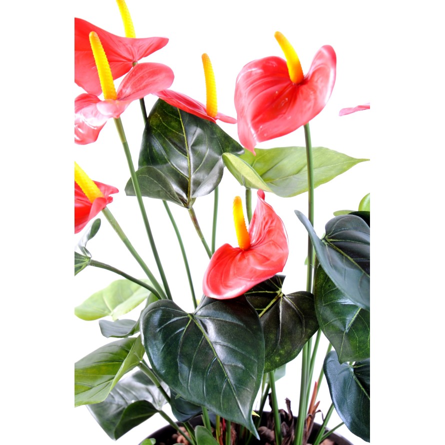 ANTHURIUM *7