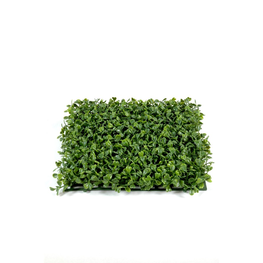 BUCHSBAUM PLATTE NEW