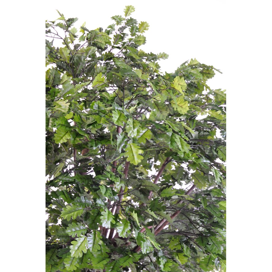 ROBLE CABEZA PLETINA