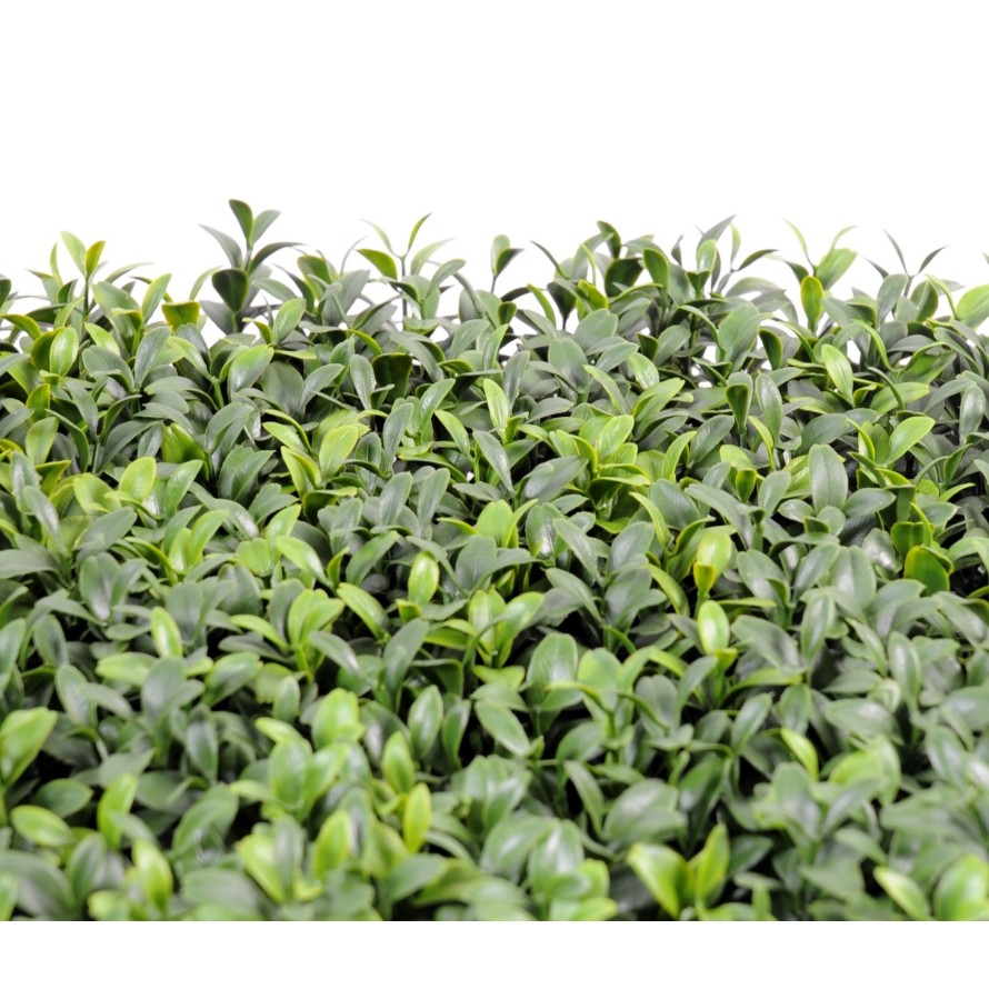BOXWOOD PANEL NEW *300